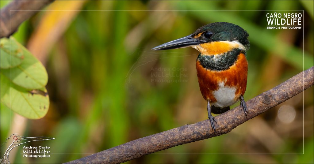 Caño Negro Birding Photography Tours