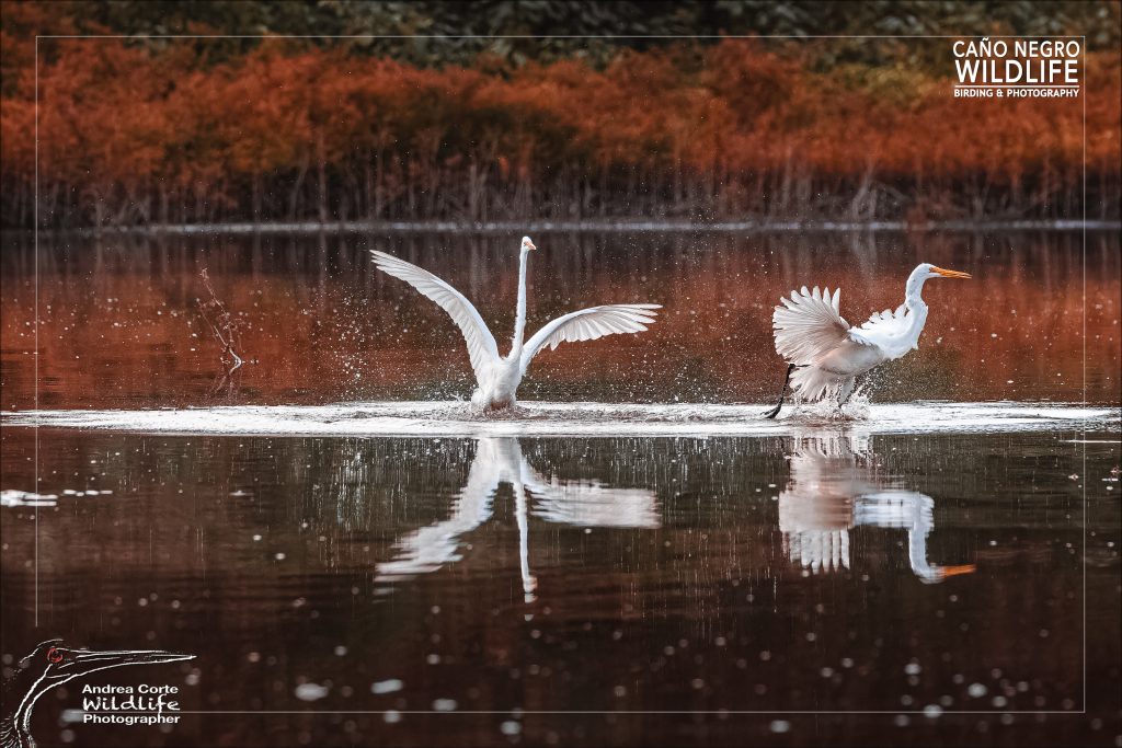 Egrets in Caño Negro, photography tours at Hotel de campo, Copyright Andrea Corte Wildlife photography