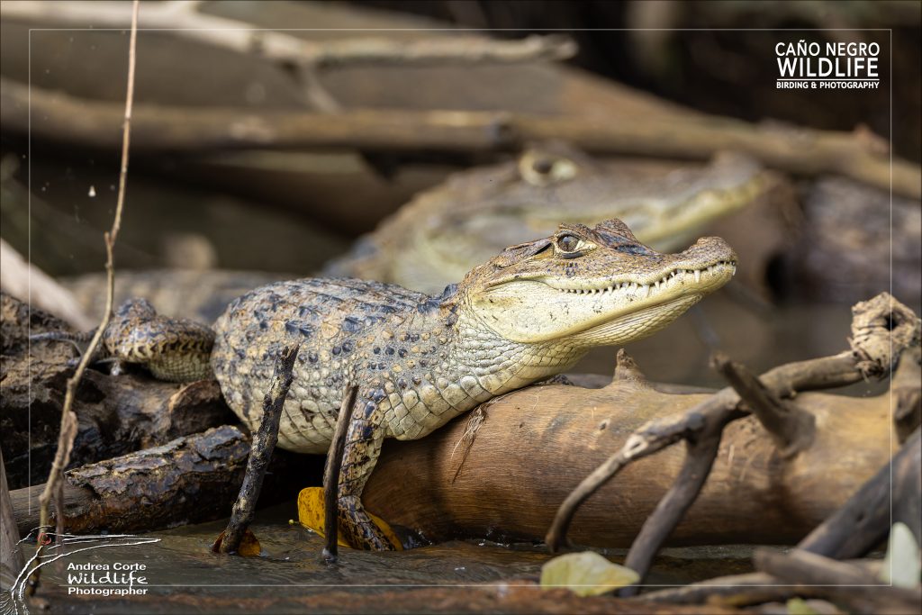 Caño Negro Wildlife Tours