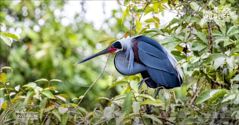 Birding Experience in Caño Negro — Costa Rica’s Top Birding Hotspot